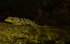 Anolis princeps