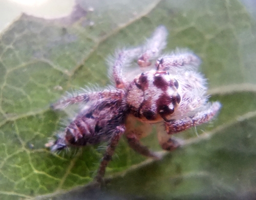 Heavy-bodied Jumper