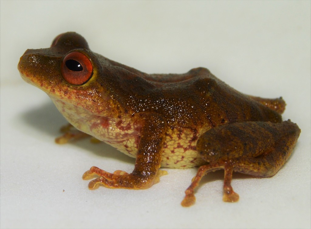 Orange Robber Frog