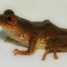 Alto Tambo Rain Frog - Photo (c) davidbrito, some rights reserved (CC BY-NC), uploaded by davidbrito
