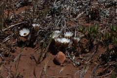 Helichrysum retortum, photograph (c) Tony Rebelo, some rights reserved (CC BY-SA)