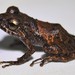 Warbler Rainfrog - Photo (c) davidbrito, some rights reserved (CC BY-NC), uploaded by davidbrito