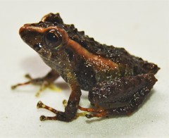 Pristimantis laticlavius