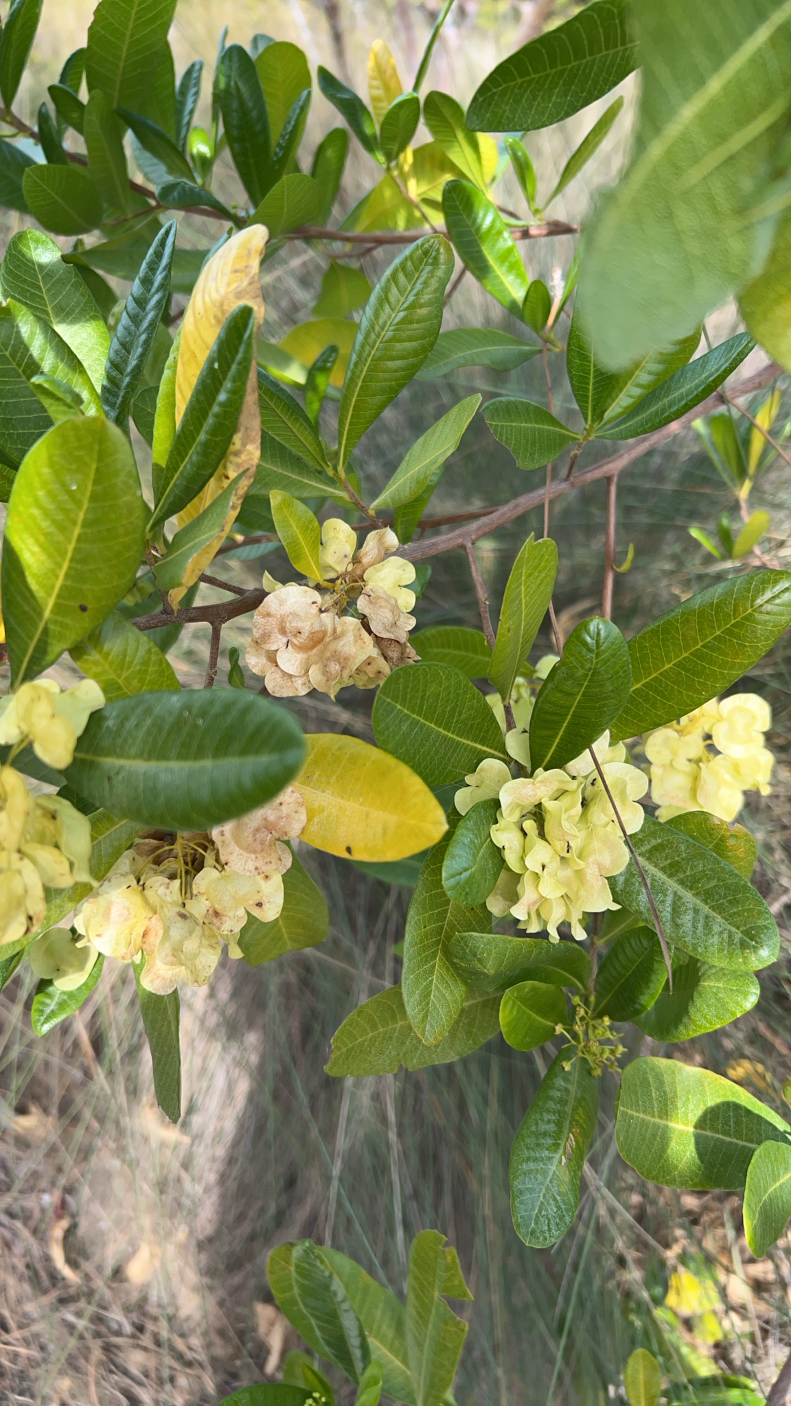 Jarilla