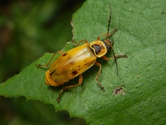Chauliognathus flavipes