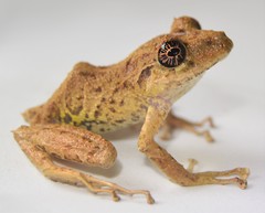 Pristimantis muricatus