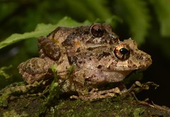 Pristimantis rosadoi