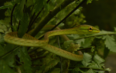 Oxybelis brevirostris