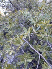 Quercus peninsularis