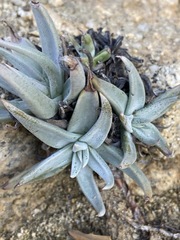 Dudleya abramsii