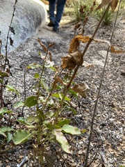 Penstemon clevelandii