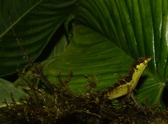 Anolis gracilipes