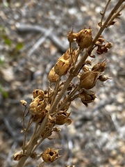 Penstemon clevelandii