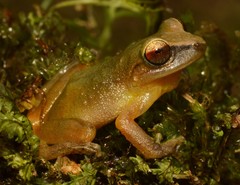 Pristimantis subsigillatus