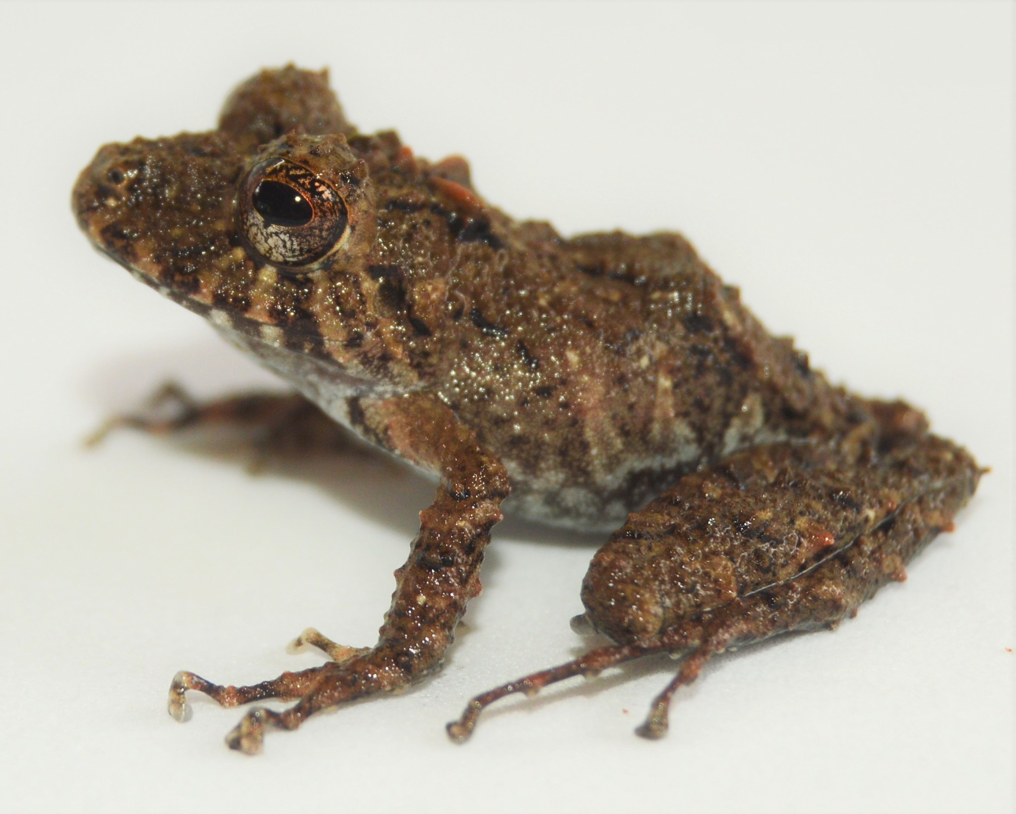 Pristimantis crenunguis (Lynch, 1976)