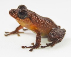 Pristimantis parvillus