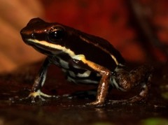 Epipedobates boulengeri