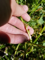 Platanthera sparsiflora