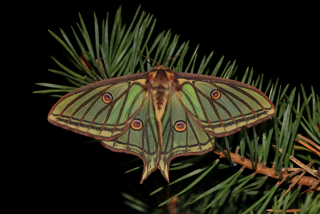 Spanish Moon Moth