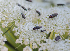 Bilyaxia cupriceps