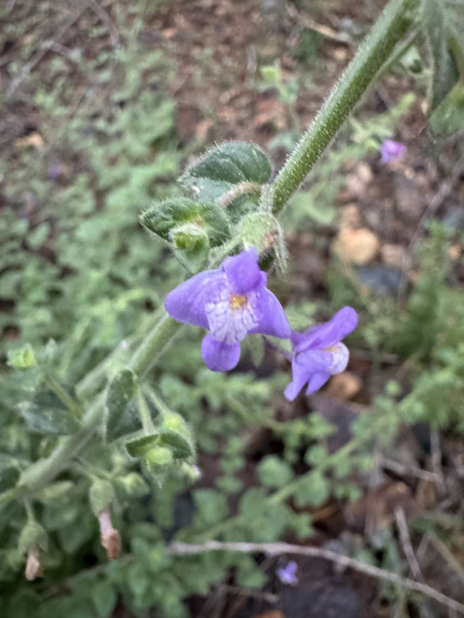 Nuttall's snapdragon