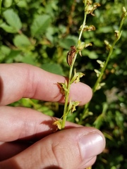 Platanthera sparsiflora