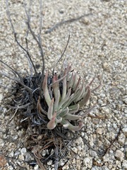 Dudleya abramsii