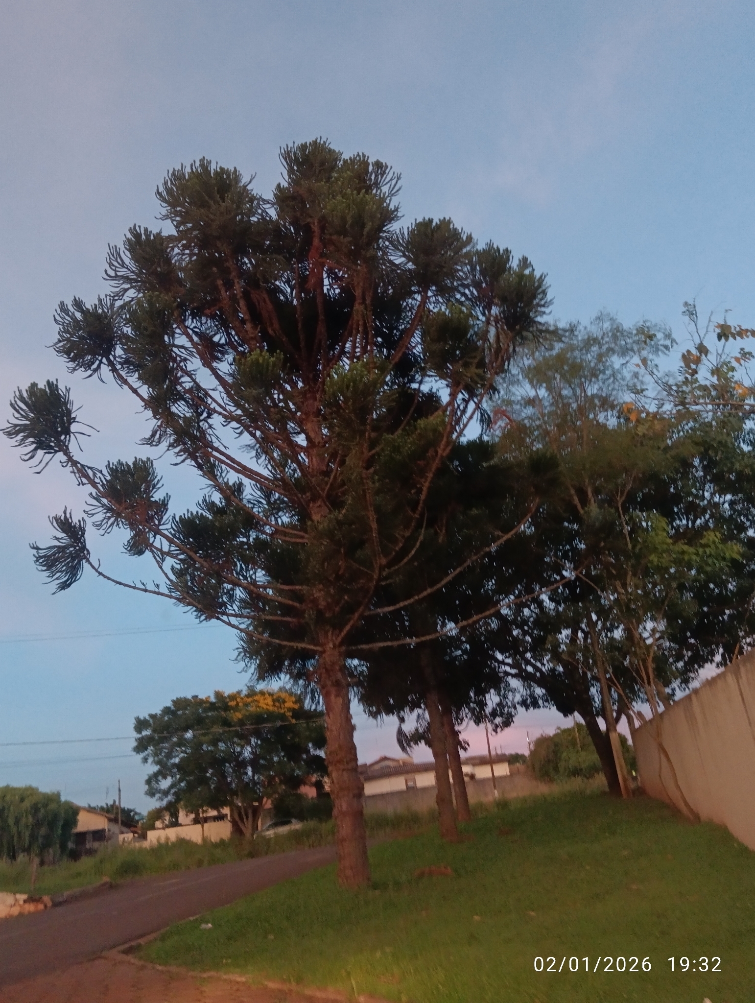 Araucaria angustifolia