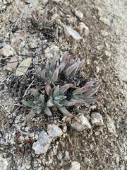 Dudleya abramsii