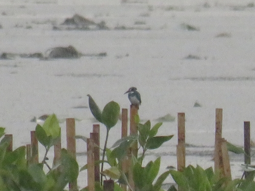 Alcedo coerulescens