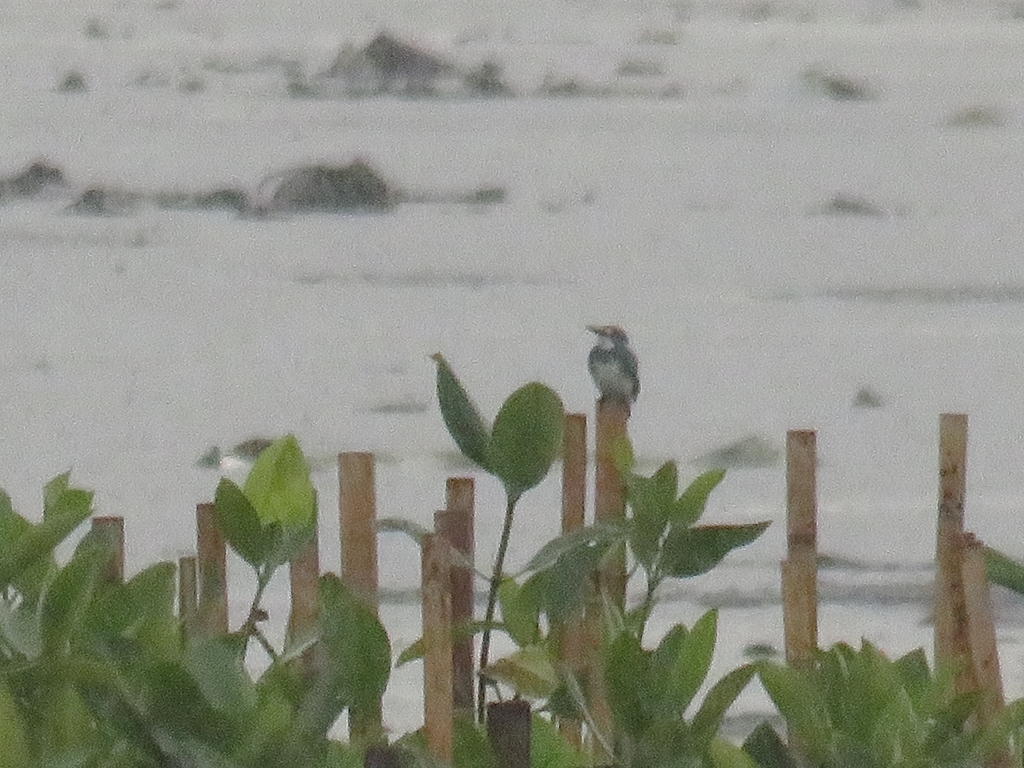 Cerulean Kingfisher (Alcedo coerulescens)
