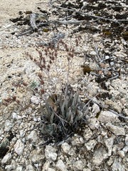Dudleya abramsii