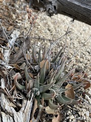 Dudleya abramsii