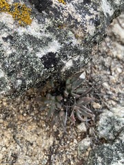 Dudleya abramsii