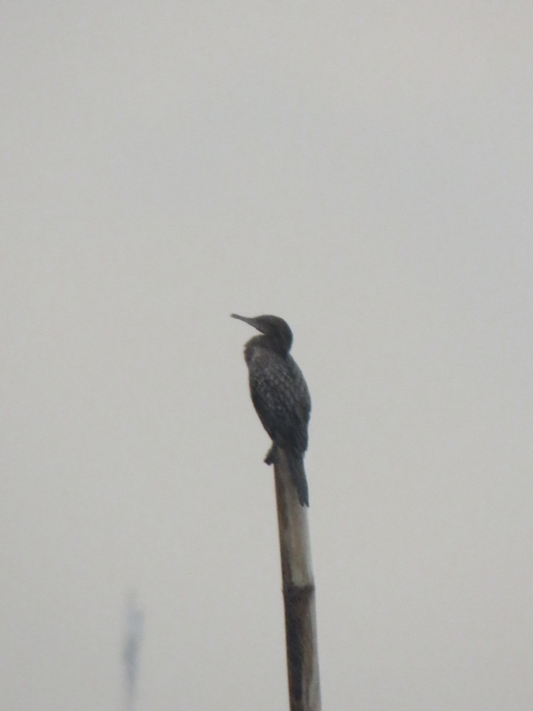 Pecuk-padi hitam (Phalacrocorax sulcirostris)