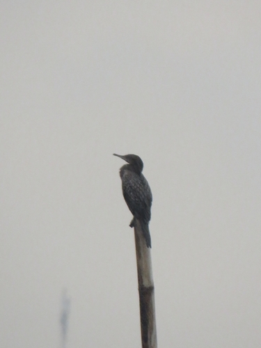 Phalacrocorax sulcirostris