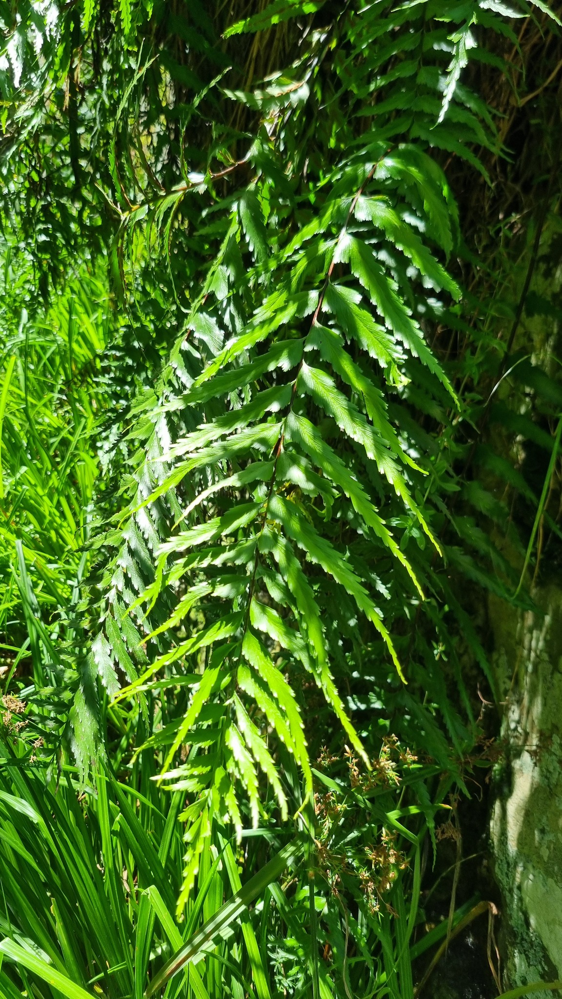 Asplenium friesiorum C.Chr. 2