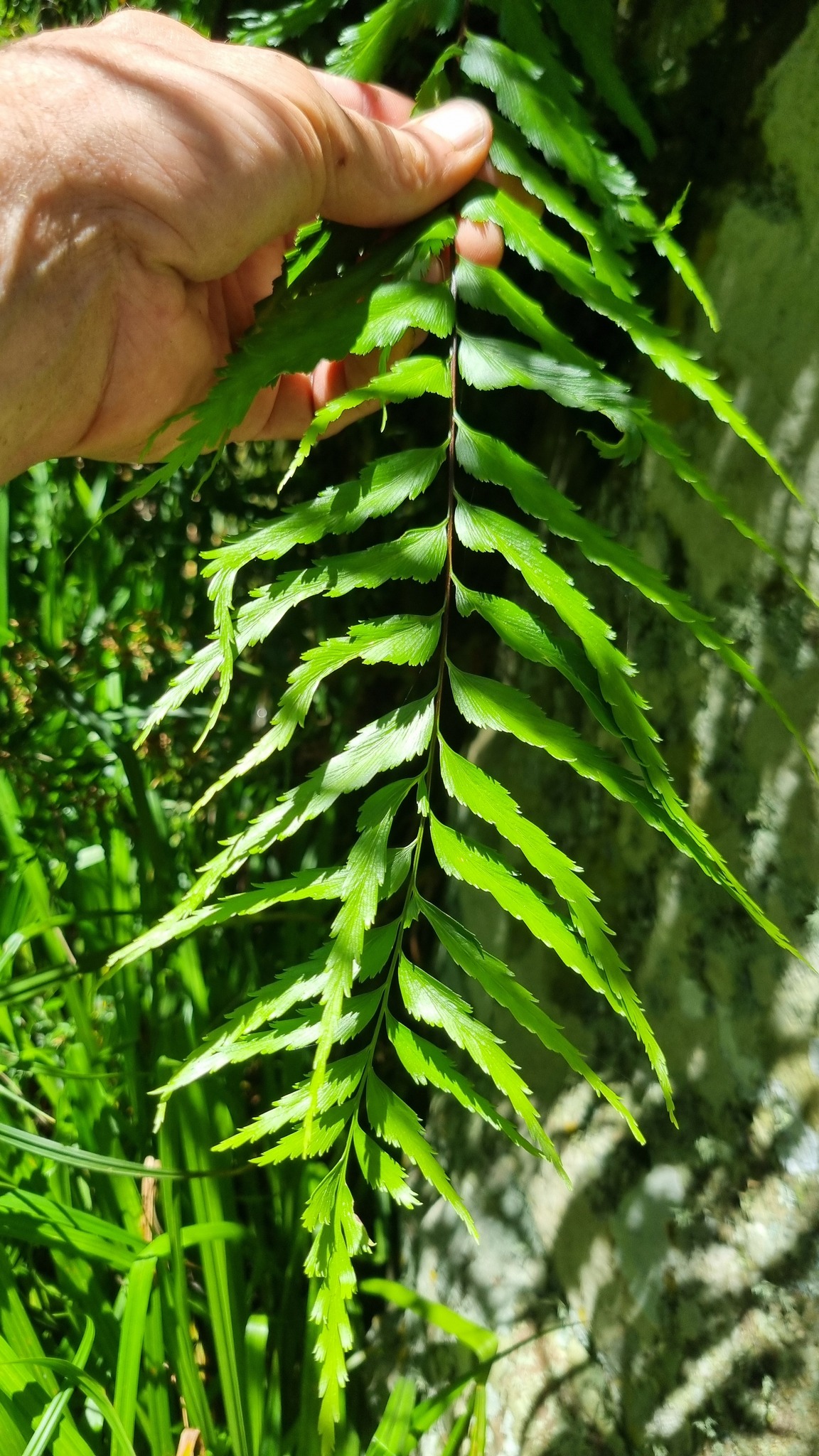 Asplenium friesiorum