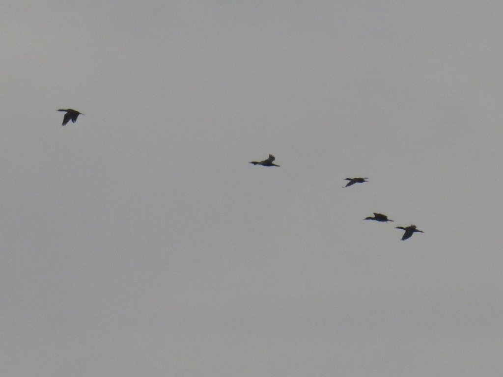 Little Black Cormorant (Phalacrocorax sulcirostris)