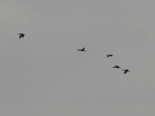 Phalacrocorax sulcirostris