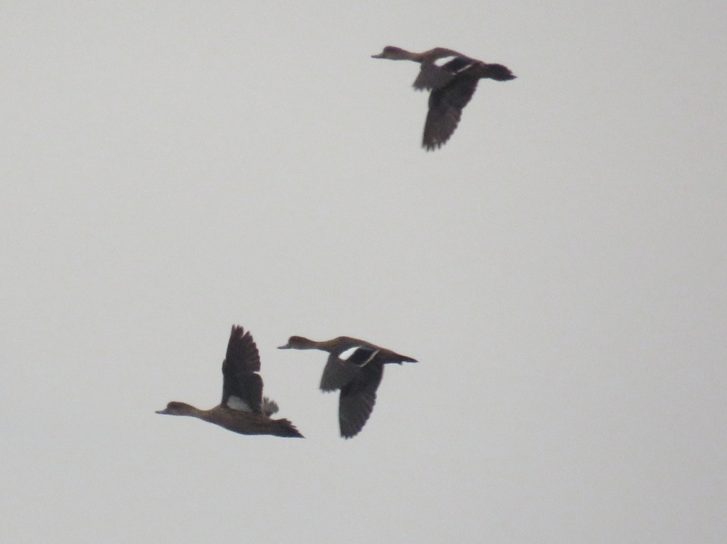 Grey Teal (Anas gibberifrons)