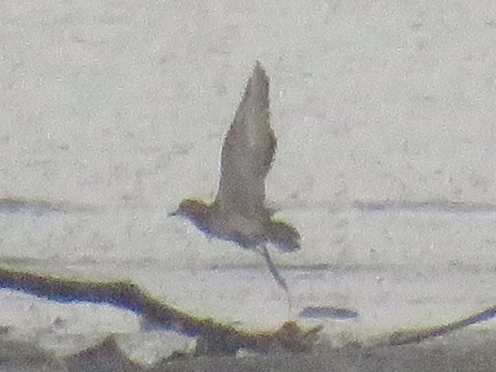 Pacific Golden Plover (Pluvialis fulva)