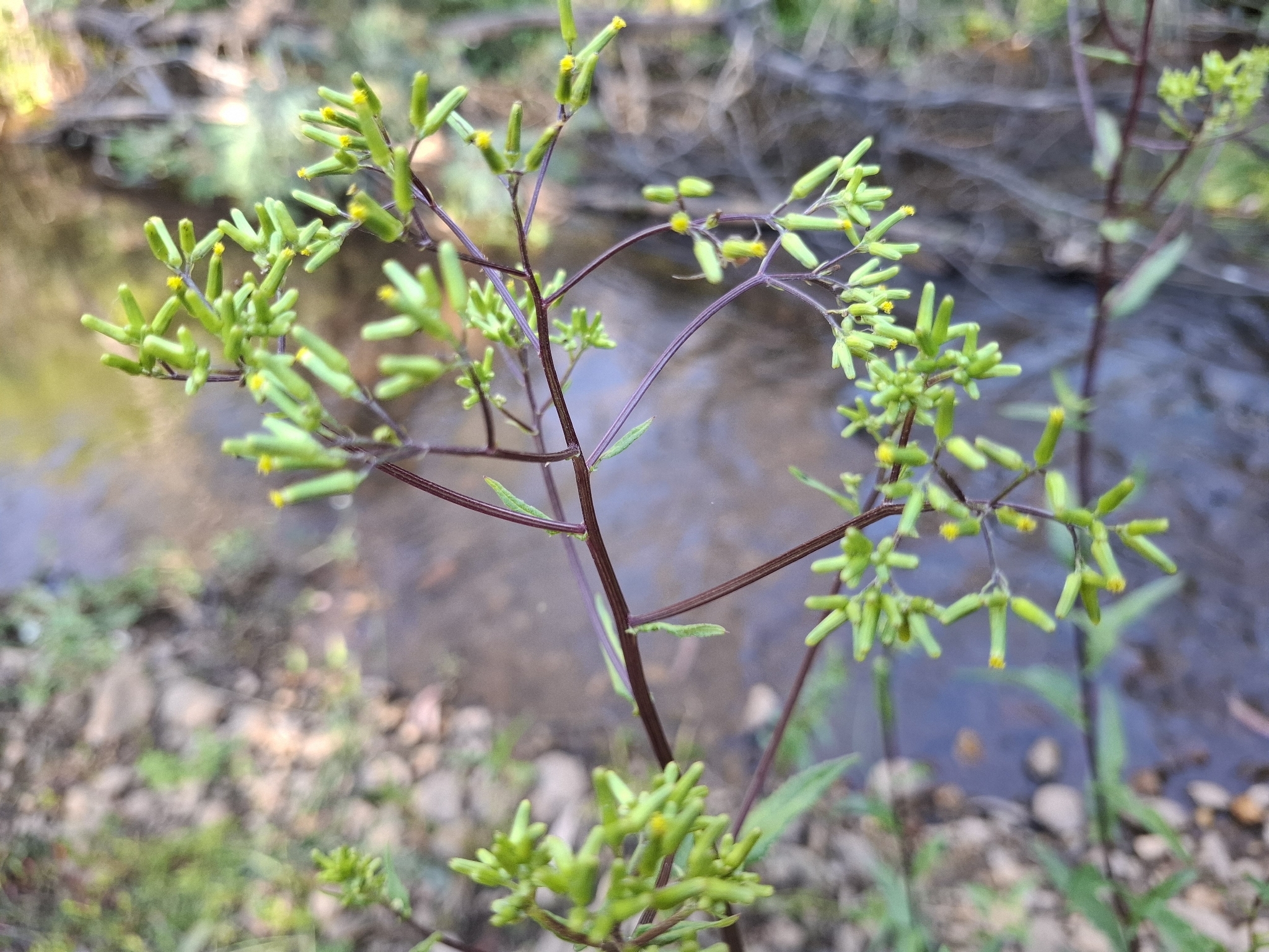 Imagem de Senecio minimus