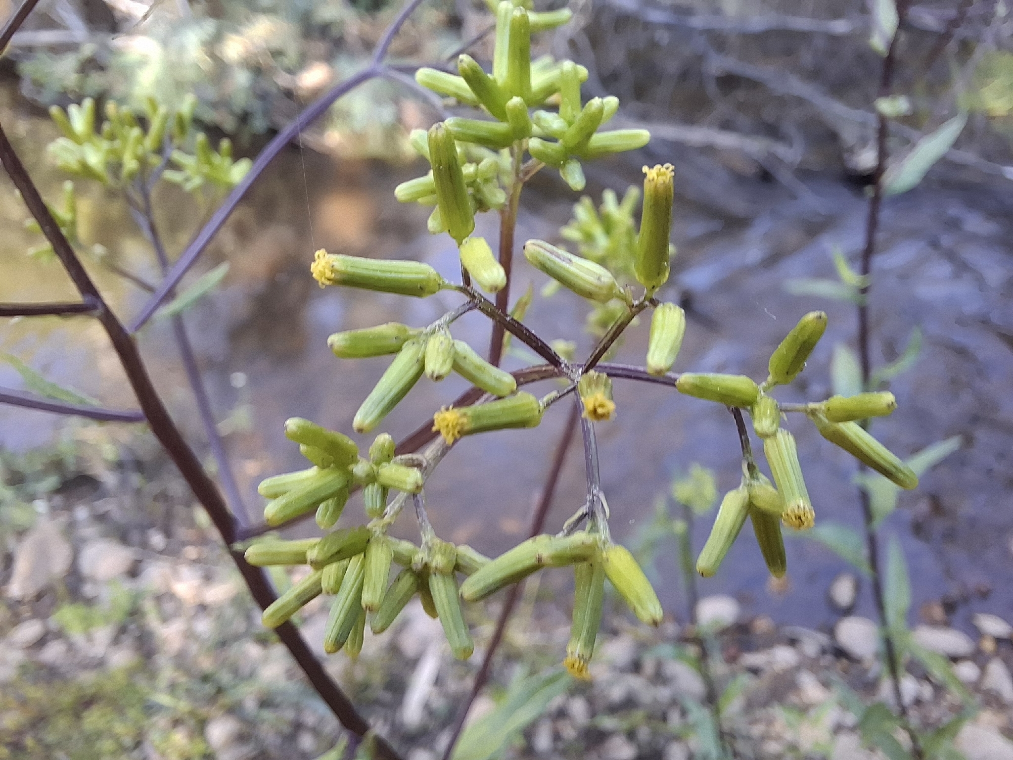 Imagem de Senecio minimus