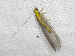 Calochrysa extranea