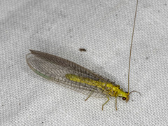 Calochrysa extranea