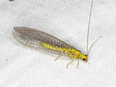 Calochrysa extranea