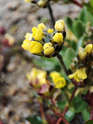 Draba oreades