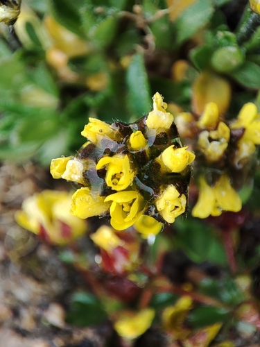 Draba oreades, photograph 1
