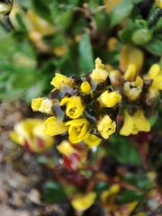 Draba oreades, photograph Federico Biguzzi, CC0, iNaturalist via GBIF